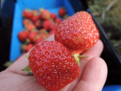 Two Red Berries Strawberries (Fragaria × Ananassa) Freshly Picked Up On A Hand          