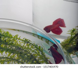 Two Red Beta In A Fish Bowl