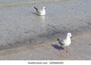 Two Red Billed Gull Birds On The Beach