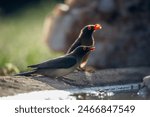 Two Red billed Oxpecker backlit along waterhole in Kruger National park, South Africa ; Specie Buphagus erythrorhynchus family of Buphagidae