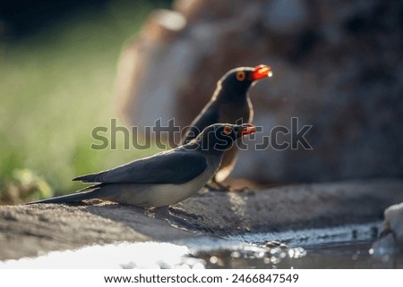 Two Red billed Oxpecker backlit along waterhole in Kruger National park, South Africa ; Specie Buphagus erythrorhynchus family of Buphagidae