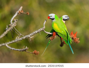 Two Red Breasted Parakeet Interacting on a Flowering Branch in the Early Morning pic by Prodyut kumar Bhatta