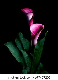 Two Red Calla Flowers On A Black Background