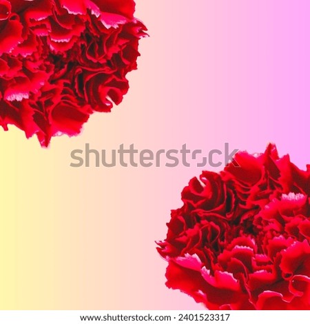 Two Red carnation wallpaper texture