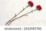 Two red carnations on a light background.