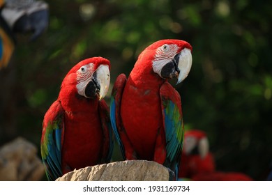 two red colored parrots posing for the camera - Powered by Shutterstock