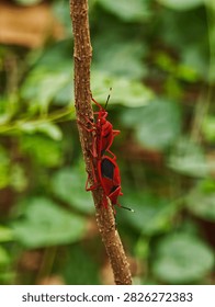 Two red cotton stainer bugs Dysdercus cingulatus mating tail to tail on a brown plant stem surrounded by soft green foliage in a natural outdoor setting