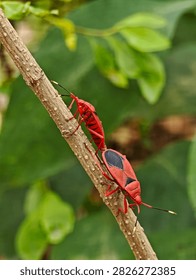 Two red cotton stainer bugs Dysdercus cingulatus mating tail to tail on a brown plant stem surrounded by soft green foliage in a natural outdoor setting