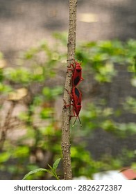 Two red cotton stainer bugs Dysdercus cingulatus mating tail to tail on a brown plant stem surrounded by soft green foliage in a natural outdoor setting