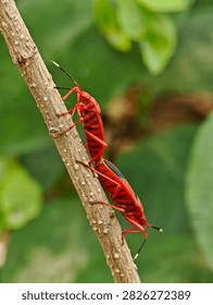 Two red cotton stainer bugs Dysdercus cingulatus mating tail to tail on a brown plant stem surrounded by soft green foliage in a natural outdoor setting