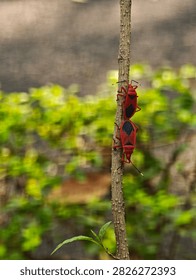 Two red cotton stainer bugs Dysdercus cingulatus mating tail to tail on a brown plant stem surrounded by soft green foliage in a natural outdoor setting