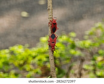 Two red cotton stainer bugs Dysdercus cingulatus mating tail to tail on a brown plant stem surrounded by soft green foliage in a natural outdoor setting
