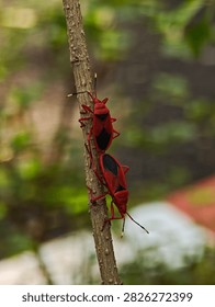 Two red cotton stainer bugs Dysdercus cingulatus mating tail to tail on a brown plant stem surrounded by soft green foliage in a natural outdoor setting