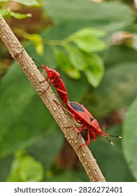Two red cotton stainer bugs Dysdercus cingulatus mating tail to tail on a brown plant stem surrounded by soft green foliage in a natural outdoor setting