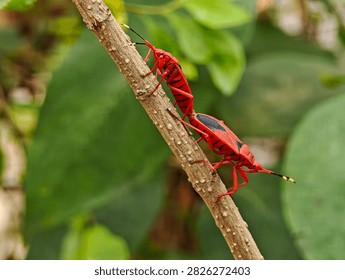 Two red cotton stainer bugs Dysdercus cingulatus mating tail to tail on a brown plant stem surrounded by soft green foliage in a natural outdoor setting