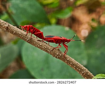 Two red cotton stainer bugs Dysdercus cingulatus mating tail to tail on a brown plant stem surrounded by soft green foliage in a natural outdoor setting