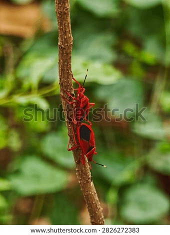 Two red cotton stainer bugs Dysdercus cingulatus mating tail to tail on a brown plant stem surrounded by soft green foliage in a natural outdoor setting