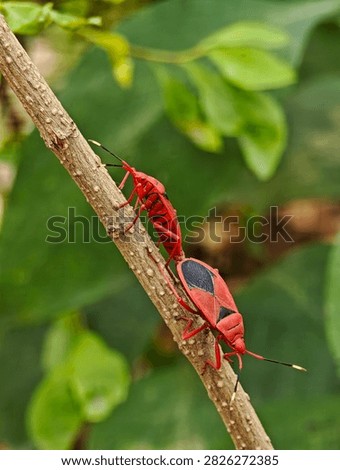 Two red cotton stainer bugs Dysdercus cingulatus mating tail to tail on a brown plant stem surrounded by soft green foliage in a natural outdoor setting