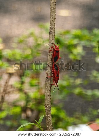 Two red cotton stainer bugs Dysdercus cingulatus mating tail to tail on a brown plant stem surrounded by soft green foliage in a natural outdoor setting