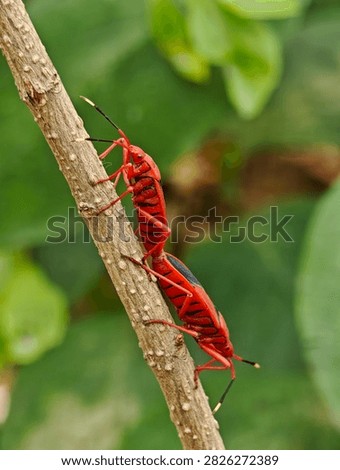 Two red cotton stainer bugs Dysdercus cingulatus mating tail to tail on a brown plant stem surrounded by soft green foliage in a natural outdoor setting