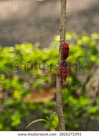 Two red cotton stainer bugs Dysdercus cingulatus mating tail to tail on a brown plant stem surrounded by soft green foliage in a natural outdoor setting