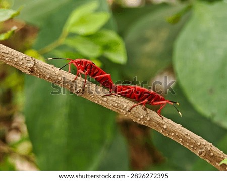 Two red cotton stainer bugs Dysdercus cingulatus mating tail to tail on a brown plant stem surrounded by soft green foliage in a natural outdoor setting