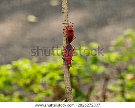 Two red cotton stainer bugs Dysdercus cingulatus mating tail to tail on a brown plant stem surrounded by soft green foliage in a natural outdoor setting
