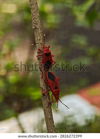 Two red cotton stainer bugs Dysdercus cingulatus mating tail to tail on a brown plant stem surrounded by soft green foliage in a natural outdoor setting