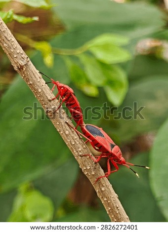 Two red cotton stainer bugs Dysdercus cingulatus mating tail to tail on a brown plant stem surrounded by soft green foliage in a natural outdoor setting