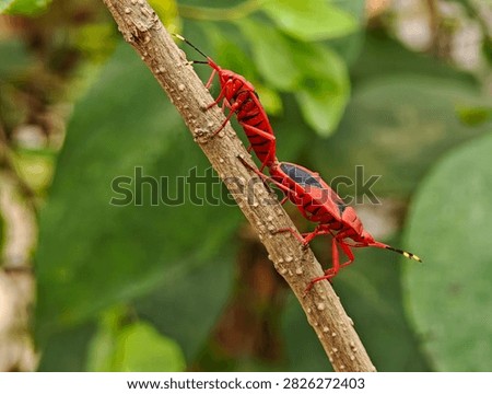 Two red cotton stainer bugs Dysdercus cingulatus mating tail to tail on a brown plant stem surrounded by soft green foliage in a natural outdoor setting