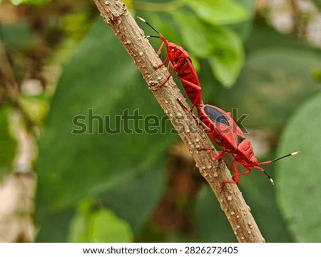 Two red cotton stainer bugs Dysdercus cingulatus mating tail to tail on a brown plant stem surrounded by soft green foliage in a natural outdoor setting