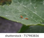two red cucurbit leaf beetles on leaf