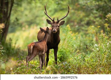 Two red deer, cervus elaphus, standing close together and touching with noses in woodland in summer nature. Wild animals couple looking to each other in forest. Stag and hind smelling in wilderness. - Shutterstock ID 1865992576
