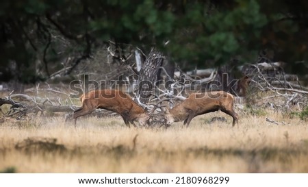 Two red deer fighting in woodland in autumn nature