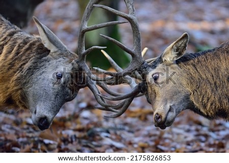 Two red deer males fighting with their antlers for food in late autumn, head portrait, north rhine westphalia,  (cervus elaphus), germany