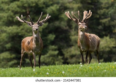 Two red deer with velvet antlers standing on meadow