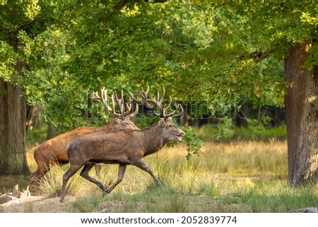 Two red deers fighting in a pond in a forest during rutting season at a cloudy day in autumn.