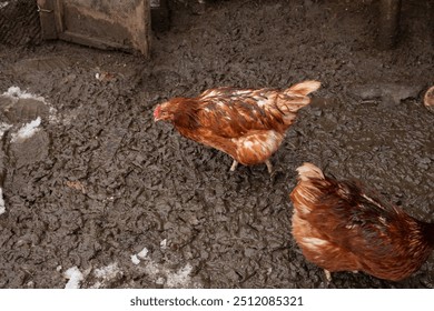 two red domestic chickens hens walk and eat on wet ground in countryside yard on organic farm. free range chickens - Powered by Shutterstock