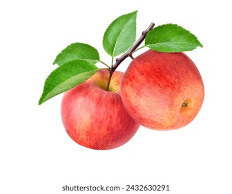 Two red envy apples on branch isolated on white background. - Powered by Shutterstock