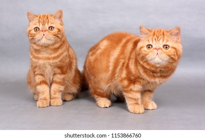 Exotic Shorthair Cat Images Stock Photos Vectors Shutterstock