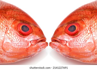 Two Red Fish, Kissing Fish.