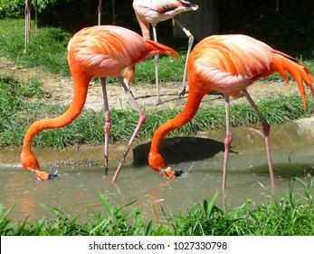 Two Red Flamingos Two Red Flamingos Stock Photo 1027330798 | Shutterstock