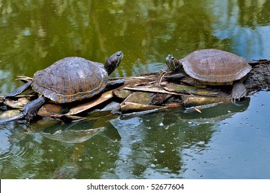 Two Red Footed Tortoise On Log Stock Photo (Edit Now) 52677604