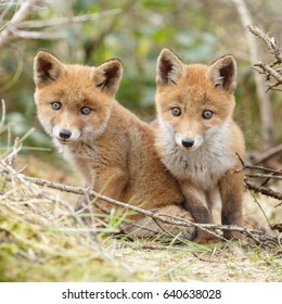 Two Red Fox Cubs 