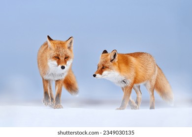 Two red fox in white snow. Cold winter with orange furry fox, Japan. Beautiful orange coat animal in nature. Detail close-up portrait of nice mammal, Lake Furen, Hokkaido. - Powered by Shutterstock