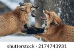 two red foxes fighting each other in winter snow 