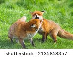 Two red foxes fighting in a grass field with selective focus, uk. 