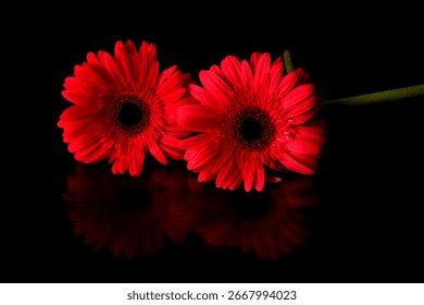Two red gerbera daisies with reflection on a black background