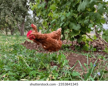 Two red hen walks in the garden and looks for worms in the ground.