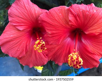 hibiscus up close